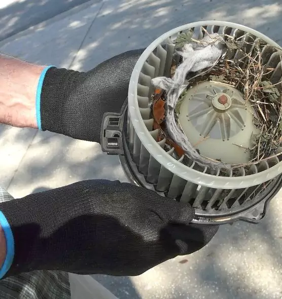 About Air Duct Mice Removal in Evans, CO